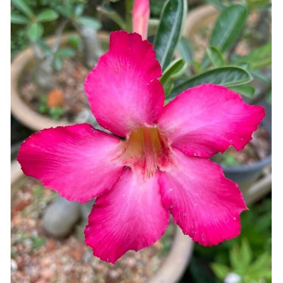 Rose du désert ADENIUM OBESUM